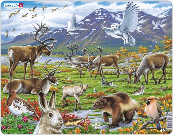 Rahmenpuzzle Flora und Fauna der arktischen Tundra