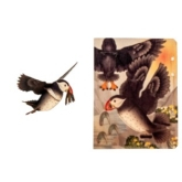 Papageientaucher – 3D Deko Grusskarte