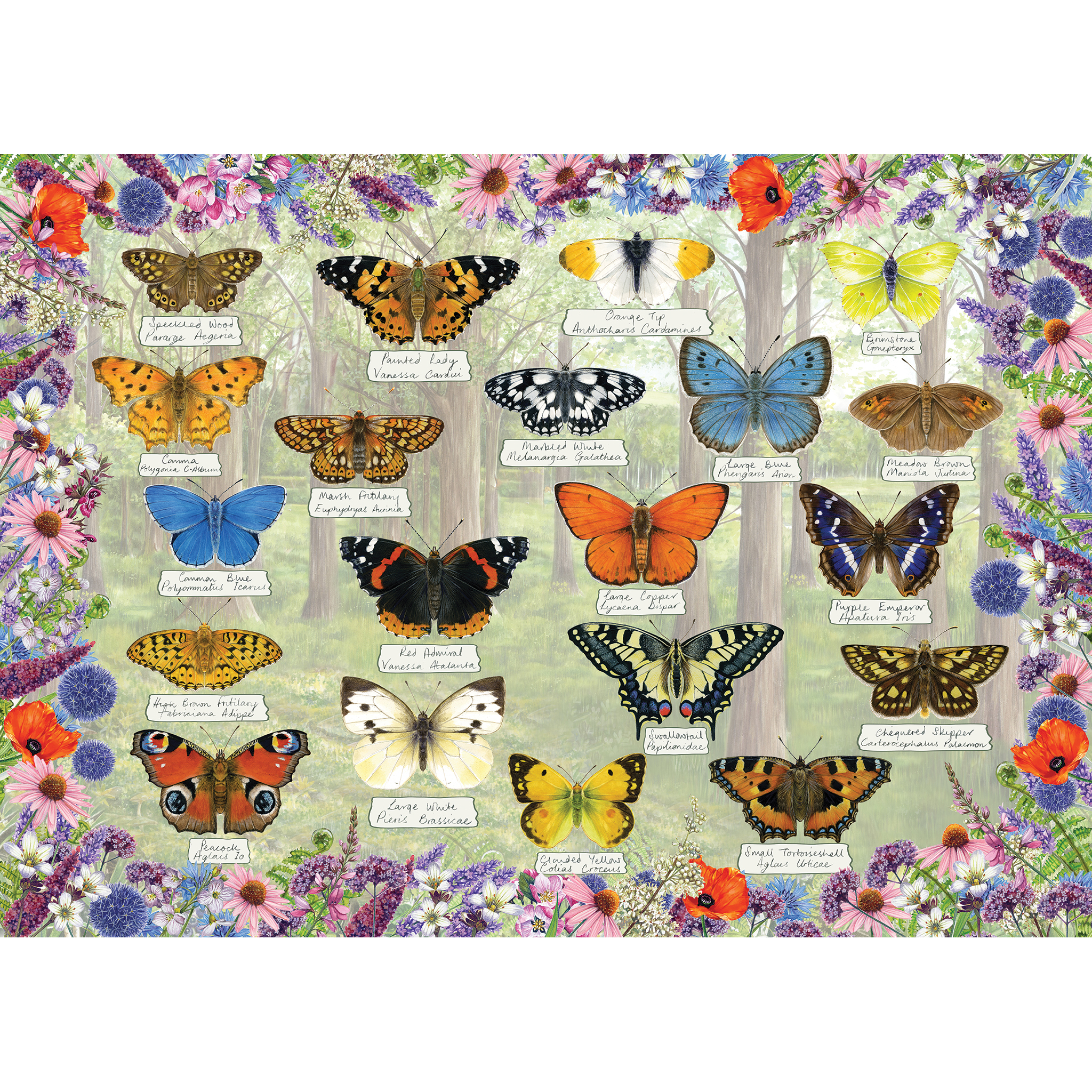 Beautiful Butterflies – 1000