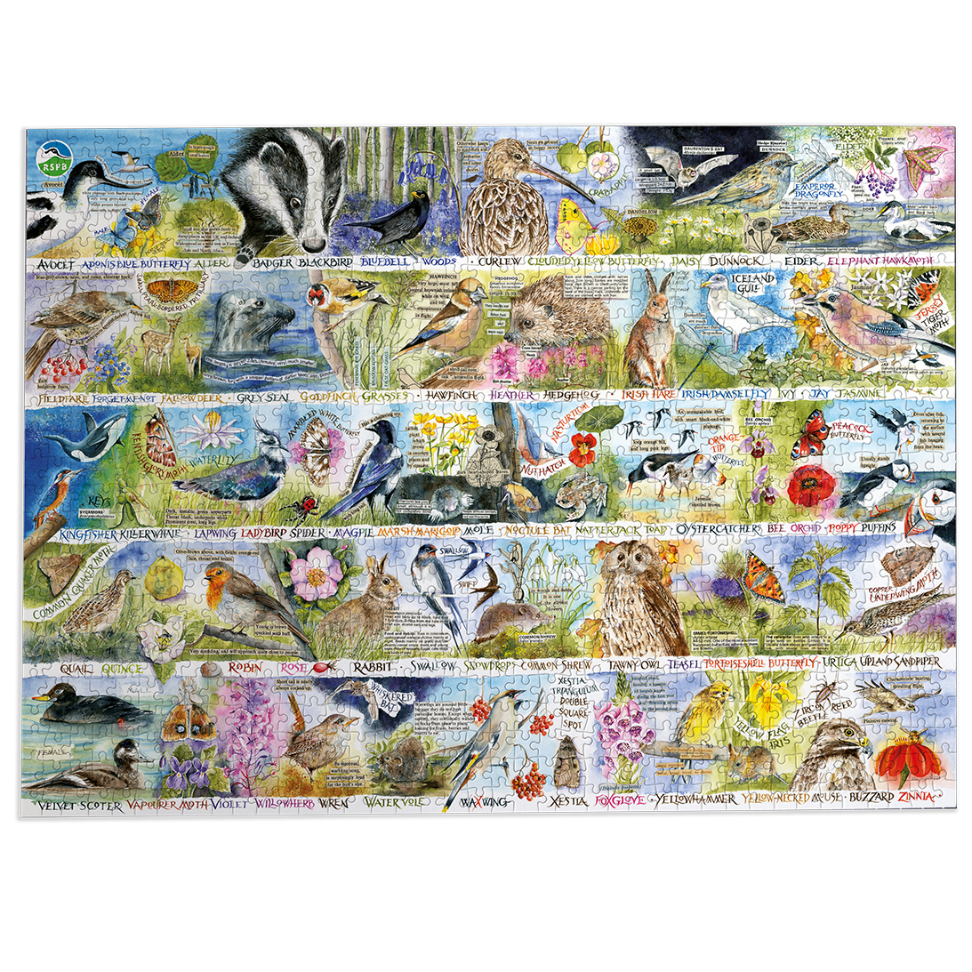 Birdsong & Bluebells – 1000