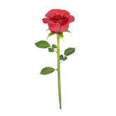 Red Rose – Metall Bausatz