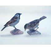 Hausspatz – Papier Modell