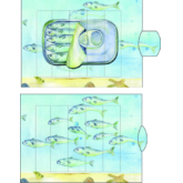 Lebende Karten – Fischdose