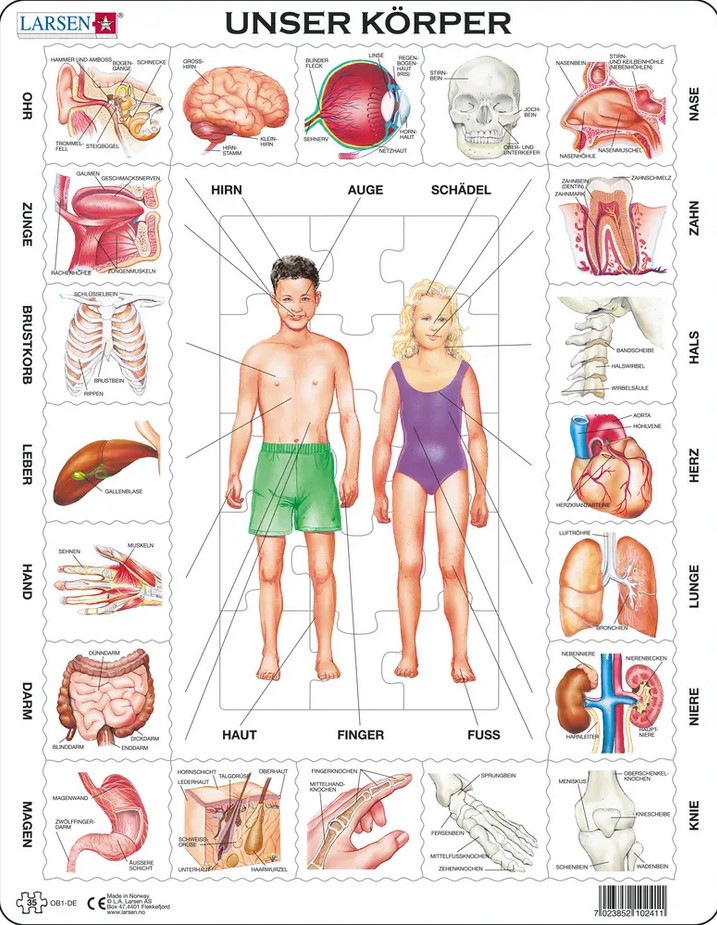 Rahmenpuzzle unser Körper